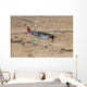 Tp-51c Mustang over Central Wall Decal Design 1