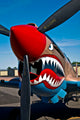 Nose Art Curtiss P-40e Wall Decal Design 6