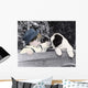 049 Freckles Wall Decal