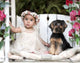 Mia Gismo Wall Decal