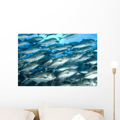 Schooling Jacks Mary Island Wall Decal Design 3 shown on a wall