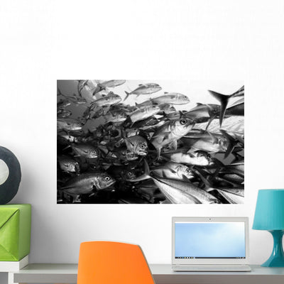 Schooling Jacks Mary Island Wall Decal Design 1 shown on a wall