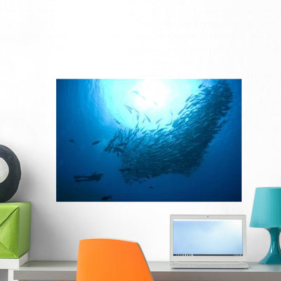 Diver Looks Schooling Jacks Wall Decal Design 6 shown on a wall