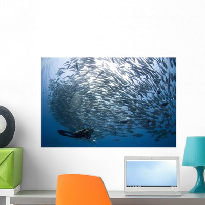Diver Looks Schooling Jacks Wall Decal Design 4 shown on a wall