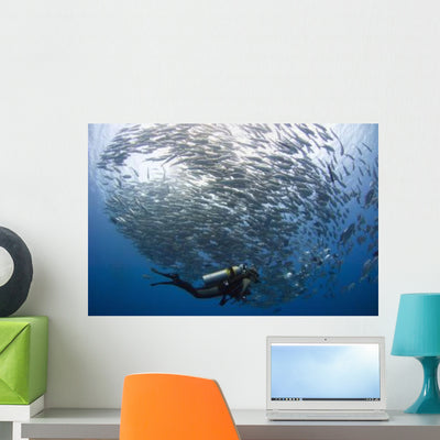 Diver Looks Schooling Jacks Wall Decal Design 3 shown on a wall