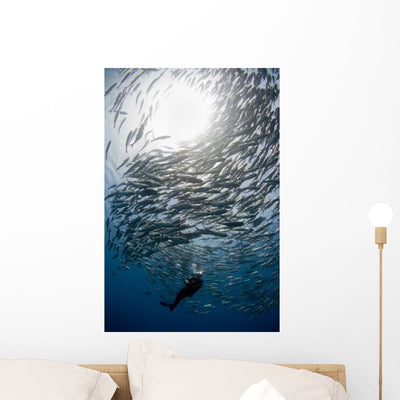 Diver Looks Schooling Jacks Wall Decal Design 2 shown on a wall