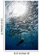 Diver Looks Schooling Jacks Wall Decal Design 2
