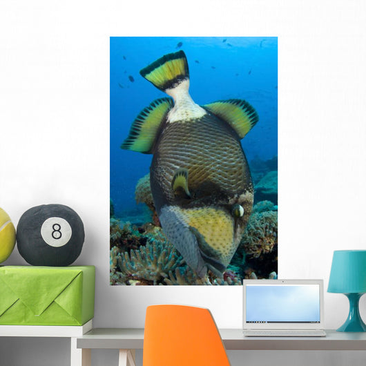 Titan Triggerfish Picking Coral Wall Decal Design 2
