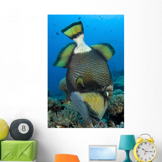 Titan Triggerfish Picking Coral Wall Decal Design 2