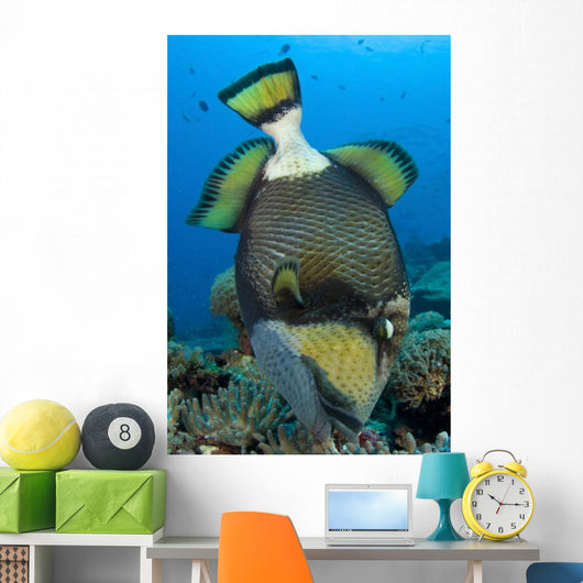 Titan Triggerfish Picking Coral Wall Decal Design 2
