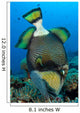 Titan Triggerfish Picking Coral Wall Decal Design 2