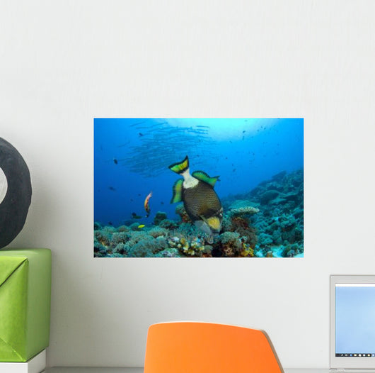 Titan Triggerfish Picking Coral Wall Decal Design 1