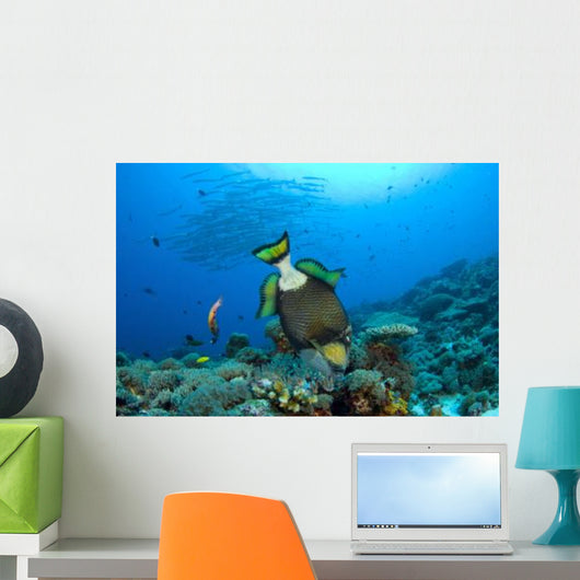 Titan Triggerfish Picking Coral Wall Decal Design 1