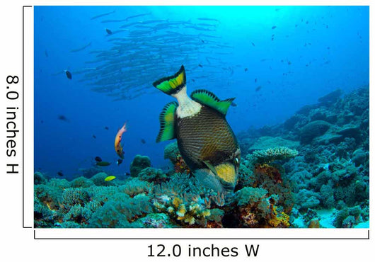 Titan Triggerfish Picking Coral Wall Decal Design 1