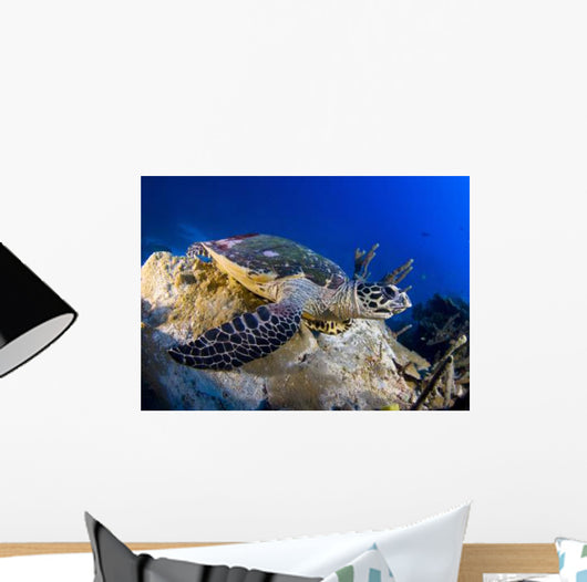 Hawksbill Turtle Resting Reef Wall Decal Design 1