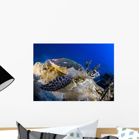 Hawksbill Turtle Resting Reef Wall Decal Design 1