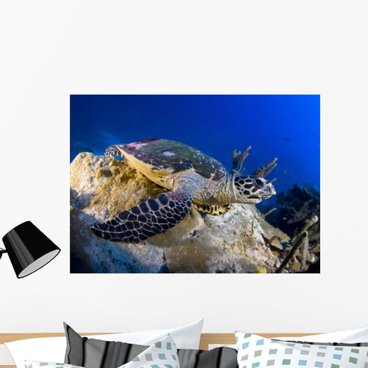 Hawksbill Turtle Resting Reef Wall Decal Design 1
