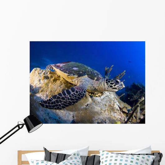 Hawksbill Turtle Resting Reef Wall Decal Design 1