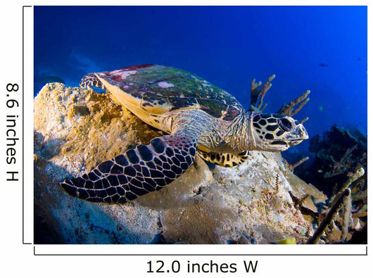 Hawksbill Turtle Resting Reef Wall Decal Design 1
