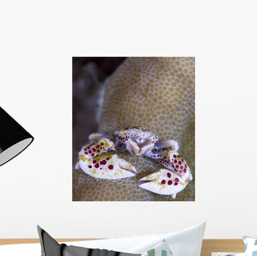 Spotted Porcelain Crab Feeding Wall Decal Design 2