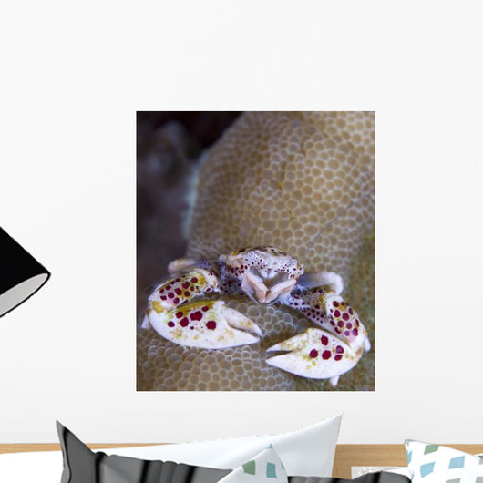 Spotted Porcelain Crab Feeding Wall Decal Design 2