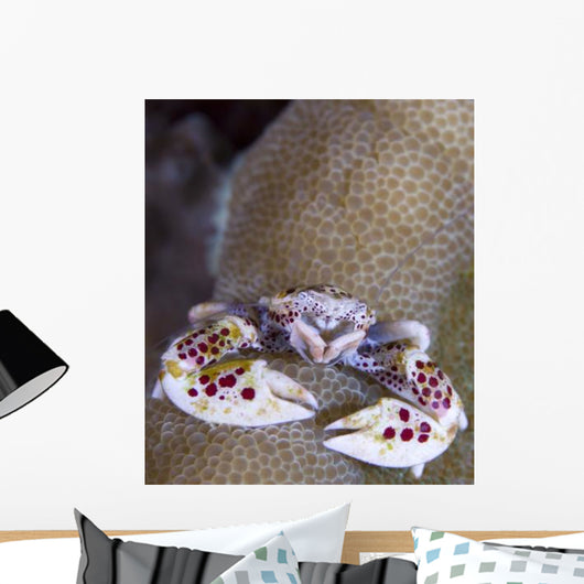 Spotted Porcelain Crab Feeding Wall Decal Design 2