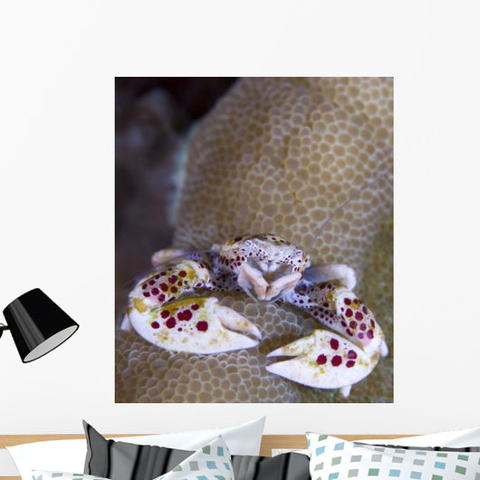 Spotted Porcelain Crab Feeding Wall Decal Design 2