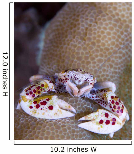 Spotted Porcelain Crab Feeding Wall Decal Design 2