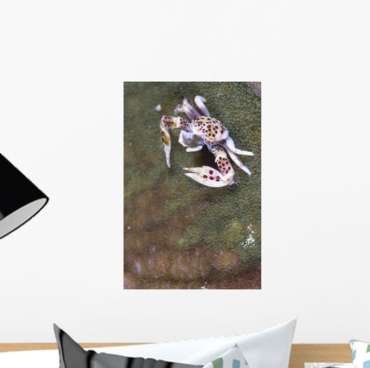 Spotted Porcelain Crab Feeding Wall Decal Design 1