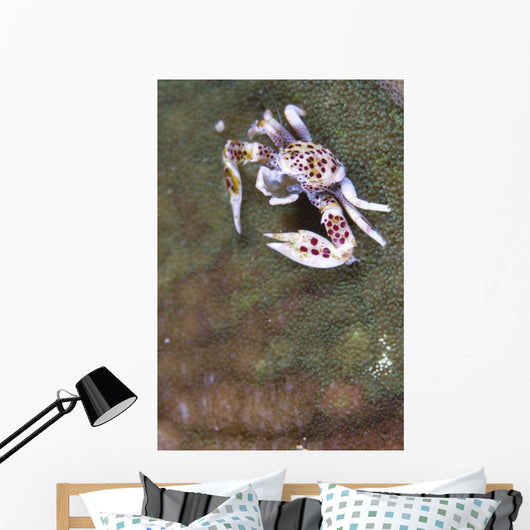 Spotted Porcelain Crab Feeding Wall Decal Design 1