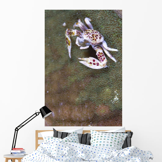 Spotted Porcelain Crab Feeding Wall Decal Design 1