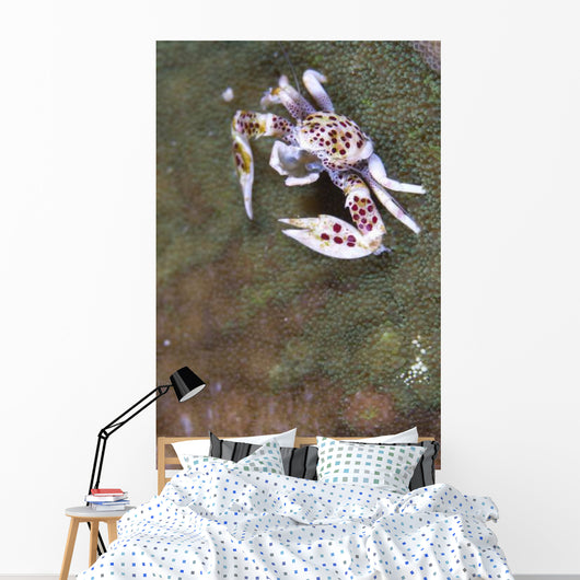Spotted Porcelain Crab Feeding Wall Decal Design 1
