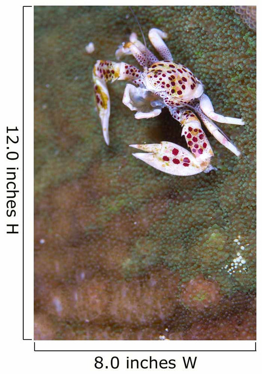 Spotted Porcelain Crab Feeding Wall Decal Design 1