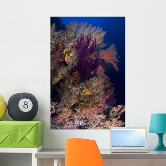 Colorful Assorted Sea Fans Wall Decal Design 2