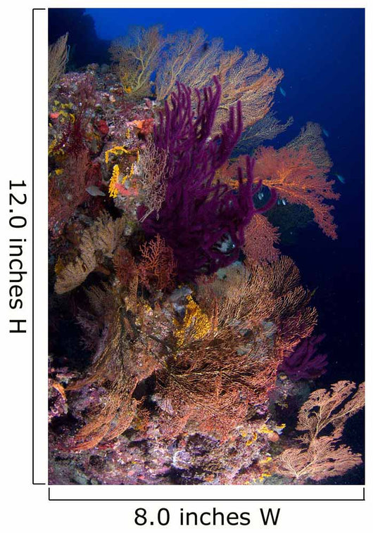 Colorful Assorted Sea Fans Wall Decal Design 2