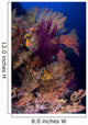 Colorful Assorted Sea Fans Wall Decal Design 2