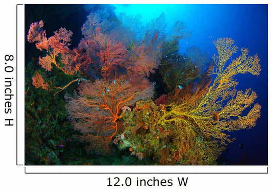 Colorful Assorted Sea Fans Wall Decal Design 1