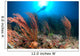 Diver Looks Sea Fans Wall Decal