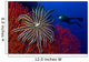 Crinoid Bright Red Sea Wall Decal