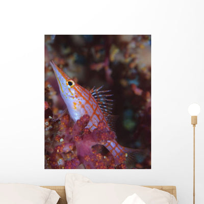 Longnose Hawkfish Solomon Islands Wall Decal Design 3 shown on a wall