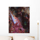 Longnose Hawkfish Solomon Islands Wall Decal Design 3