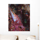Longnose Hawkfish Solomon Islands Wall Decal Design 3