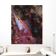 Longnose Hawkfish Solomon Islands Wall Decal Design 3