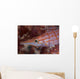 Longnose Hawkfish Solomon Islands Wall Decal Design 2