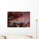 Longnose Hawkfish Solomon Islands Wall Decal Design 2