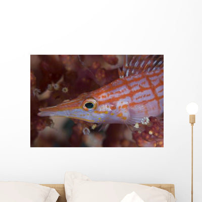 Longnose Hawkfish Solomon Islands Wall Decal Design 2 shown on a wall