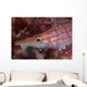 Longnose Hawkfish Solomon Islands Wall Decal Design 2