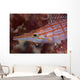 Longnose Hawkfish Solomon Islands Wall Decal Design 2
