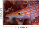 Longnose Hawkfish Solomon Islands Wall Decal Design 2