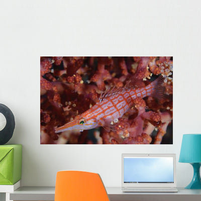 Longnose Hawkfish Solomon Islands Wall Decal Design 1 shown on a wall
